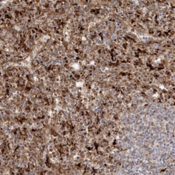 Granulin Antibody, Novus Biologicals 0.1mL; Unlabeled:Antibodies, Polyclonal